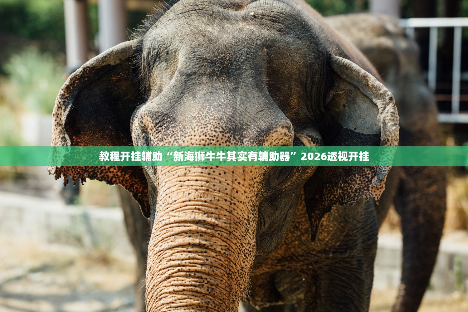 教程开挂辅助“新海狮牛牛其实有辅助器”2026透视开挂
