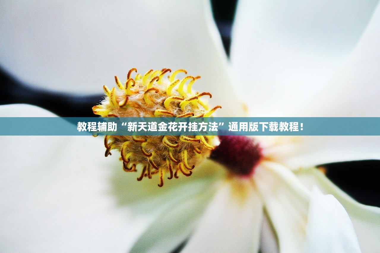 教程辅助“新天道金花开挂方法”通用版下载教程！