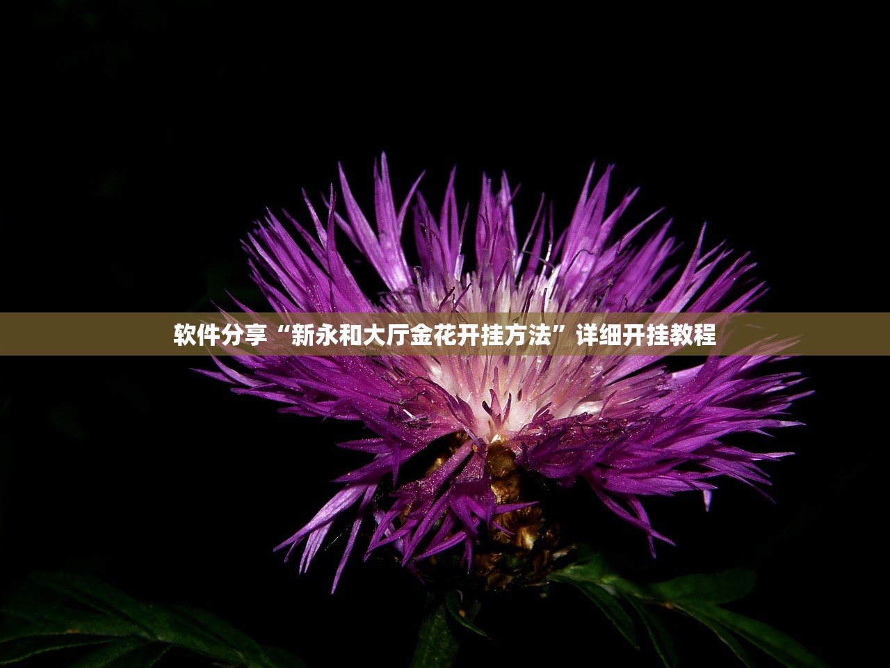 软件分享“新永和大厅金花开挂方法”详细开挂教程